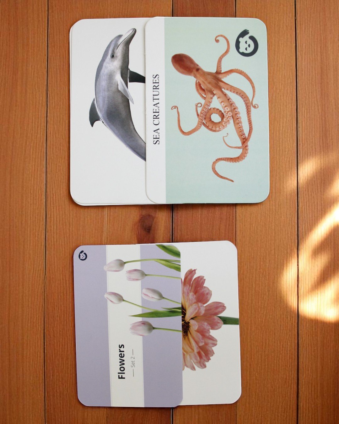 Curious Cub – Level 10 - Image 2