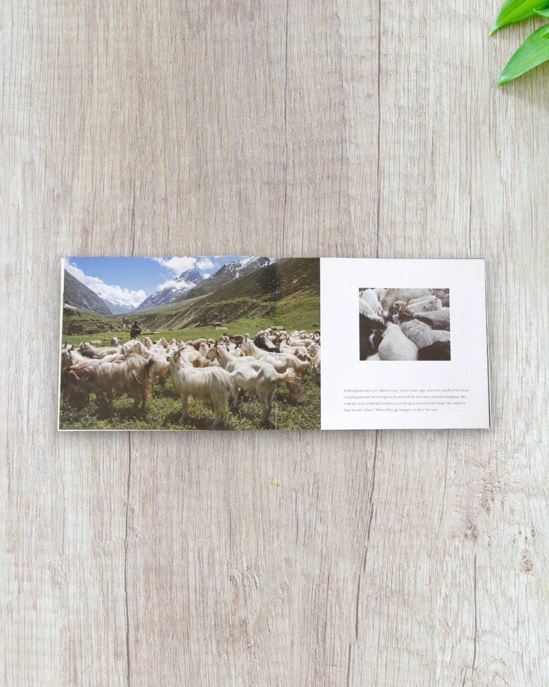 Grass Seeker - Image 2