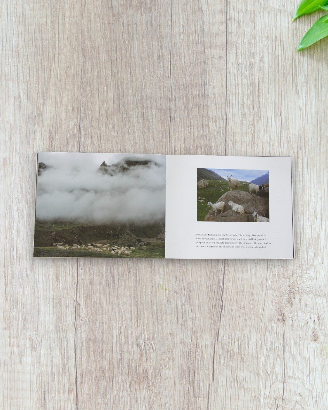 Grass Seeker - Image 3