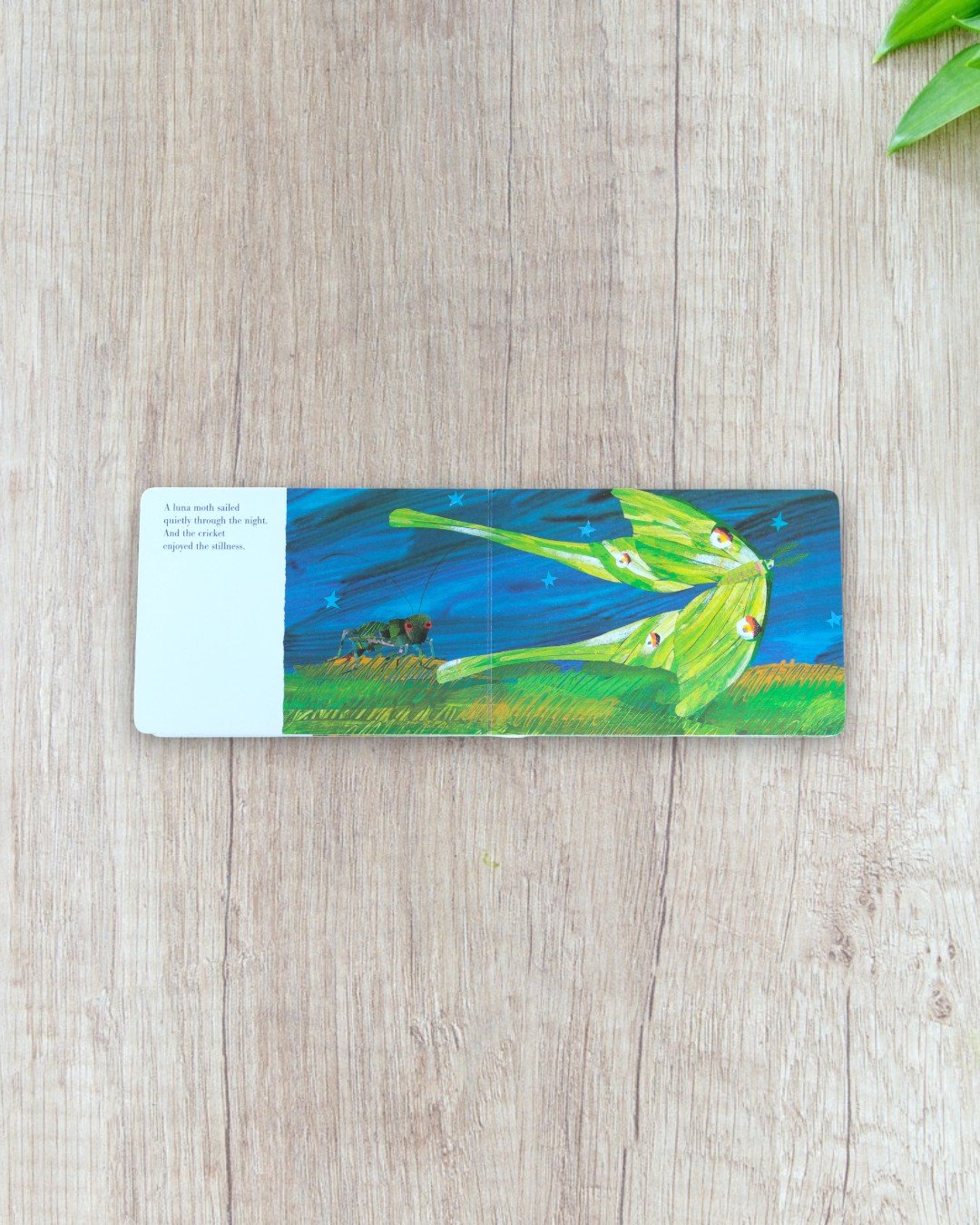 Very Quiet Cricket - Image 2