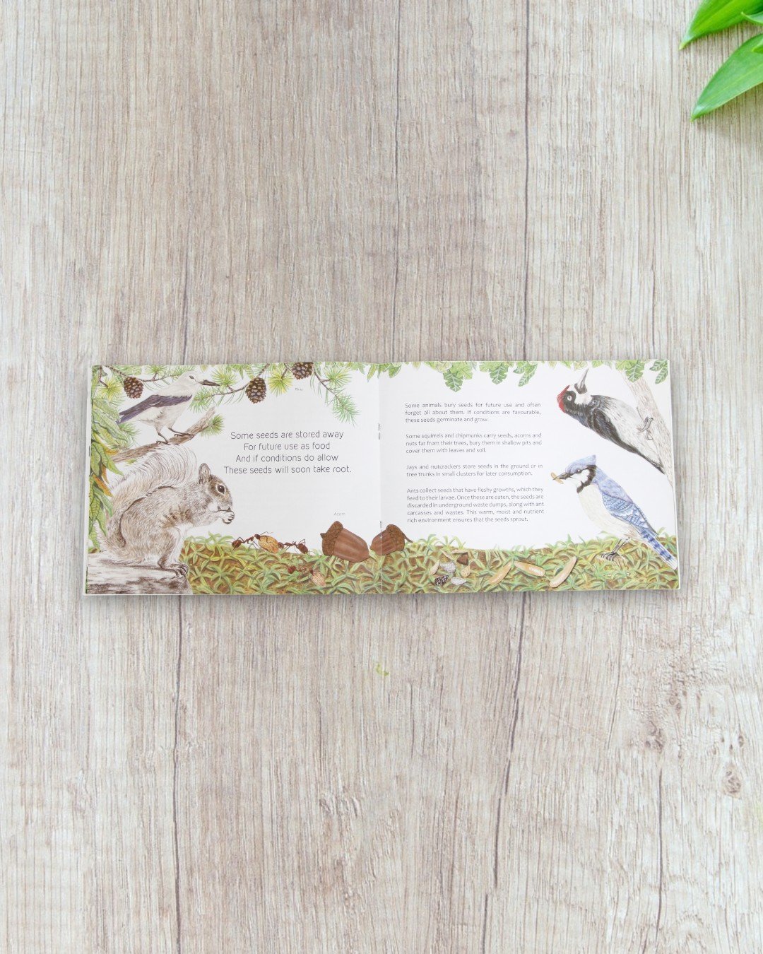 Travelling seeds - Image 2